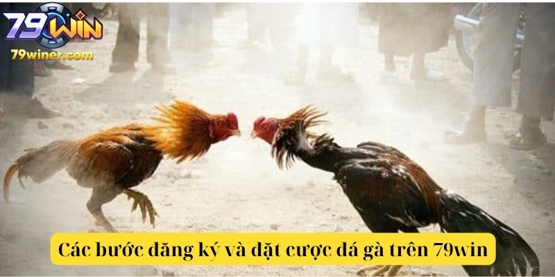 Bước đăng ký và đặt cược đá gà trên 79win