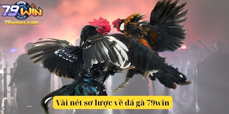 Vài nét sơ lược về đá gà 79win
